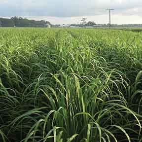 Louisiana Sugarcane Variety Identification Guide 2020: ​L 03-371